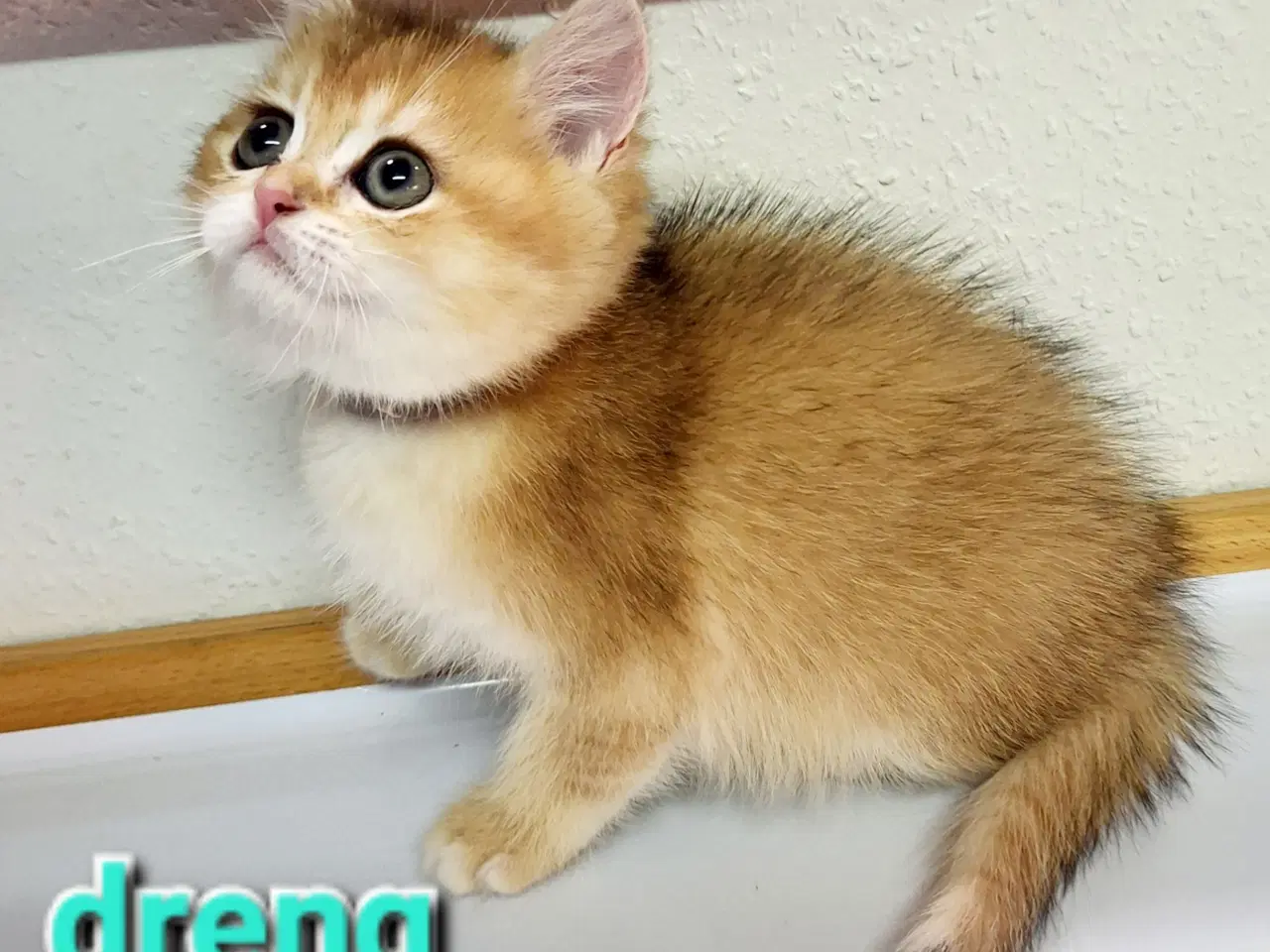 Billede 6 - British Shorthair og longhair med stamtavle 