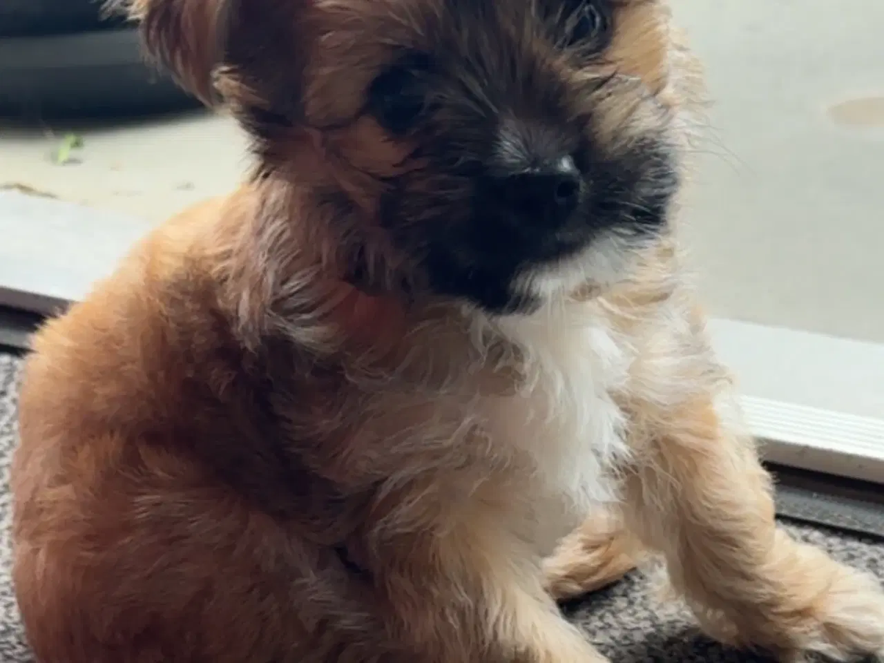 Billede 8 - Yorkshire Terrier/Chihuahua blanding