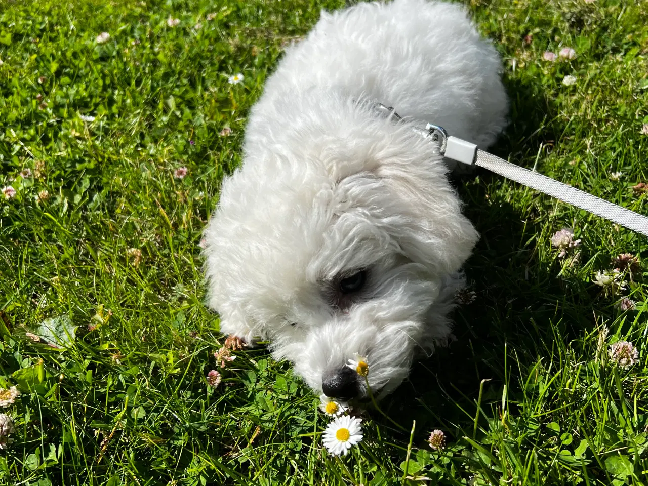 Billede 8 - Bedårende, kærlig og charmerende Bichon Frisé