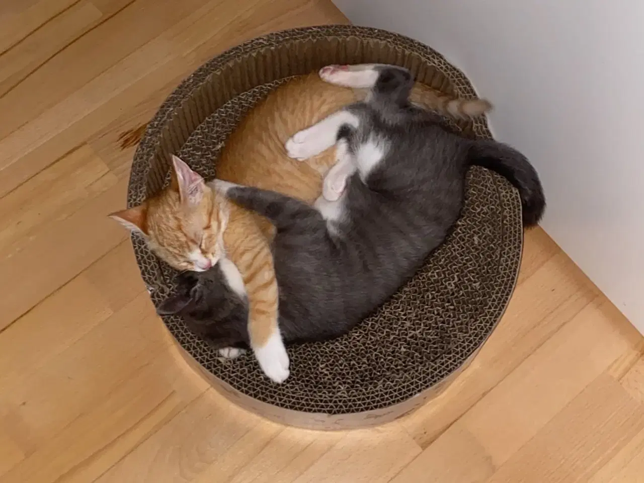 Billede 3 - Katte redet og søger nyt hjem