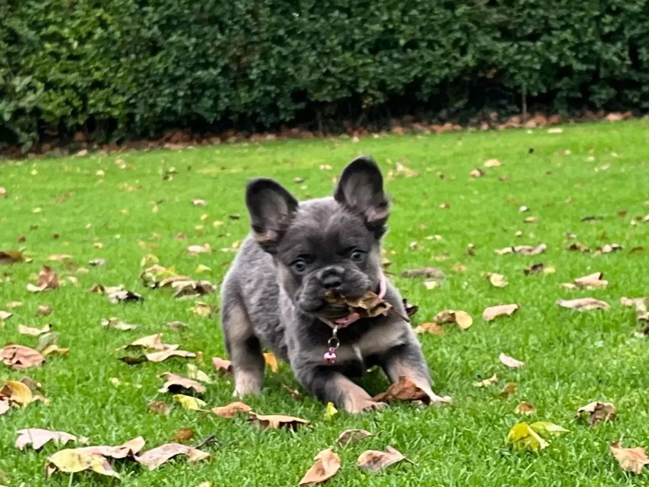 Billede 7 - Fluffy fransk bulldog