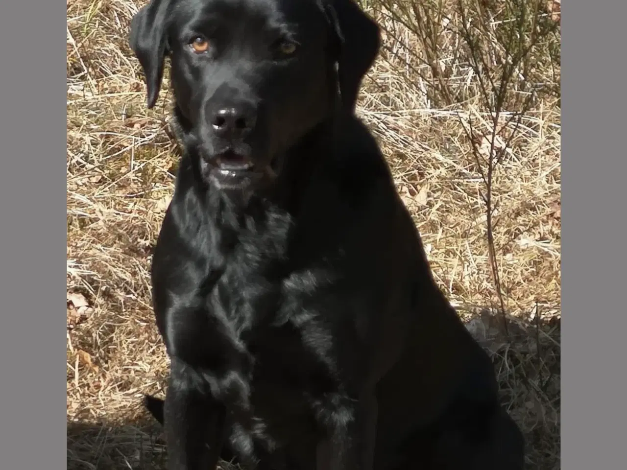 Billede 2 - TOP JAGT HUNDE F1 Lap