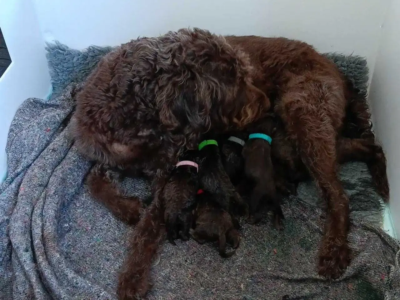 Billede 1 - Brune labradoodle F1B hvalpe
