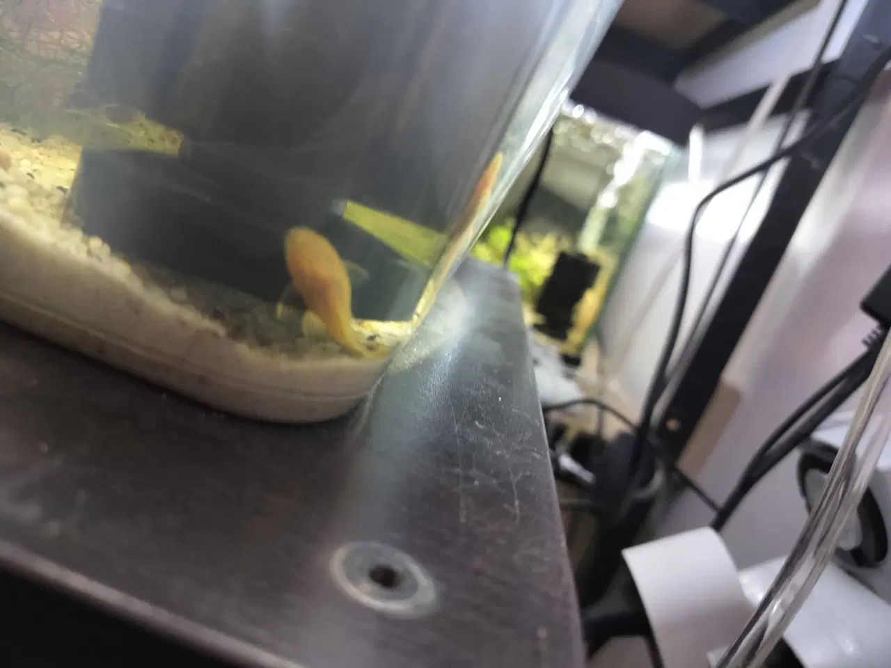 Billede 2 - Ancistrus Albino Sugemaller 3-4 cm