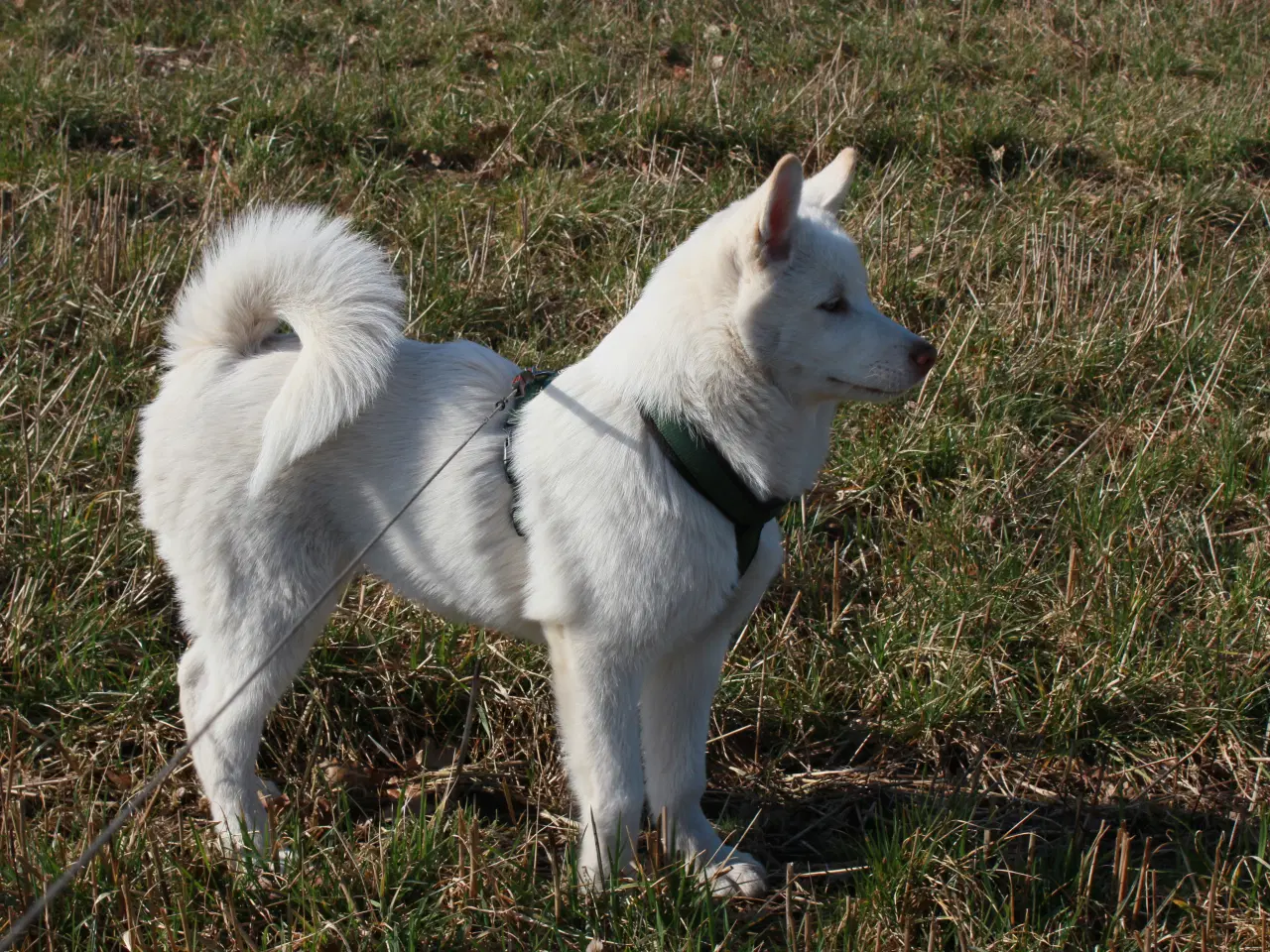 Billede 6 - Samojede / Husky hvalpe 4 måneder