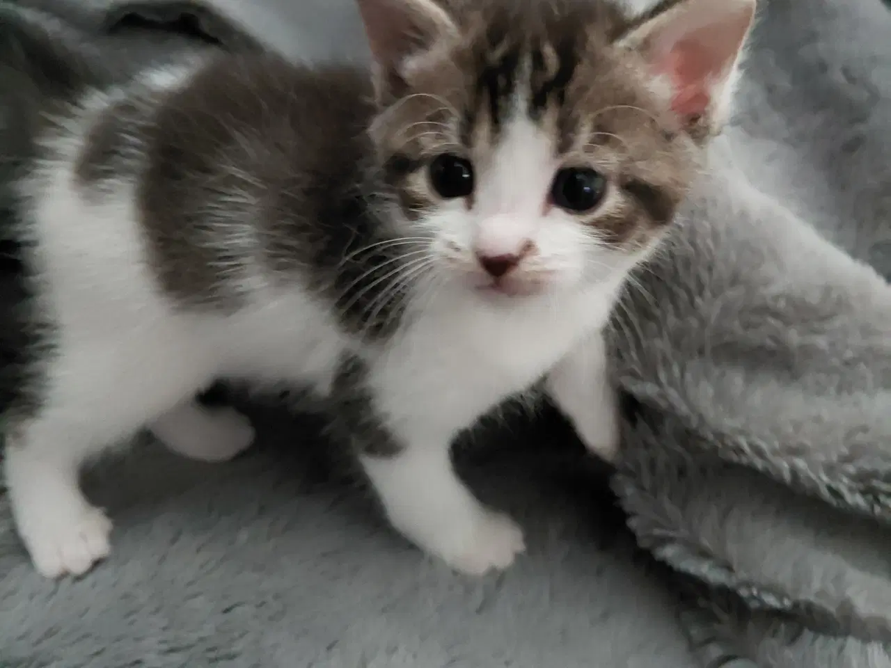 Billede 3 - 3 Hun Killinger Til Salg.