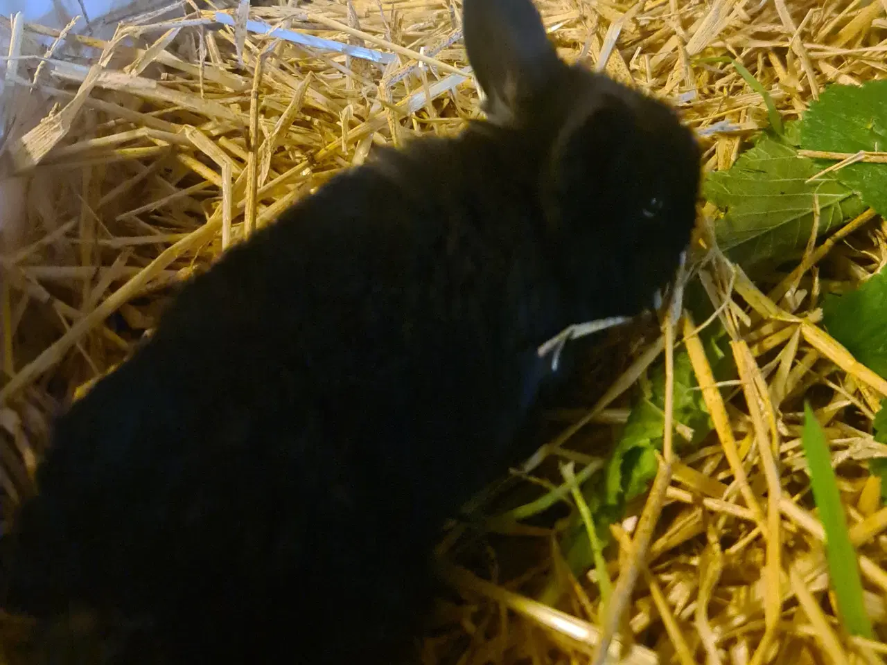 Billede 11 - Mini Lop, kanin unger 