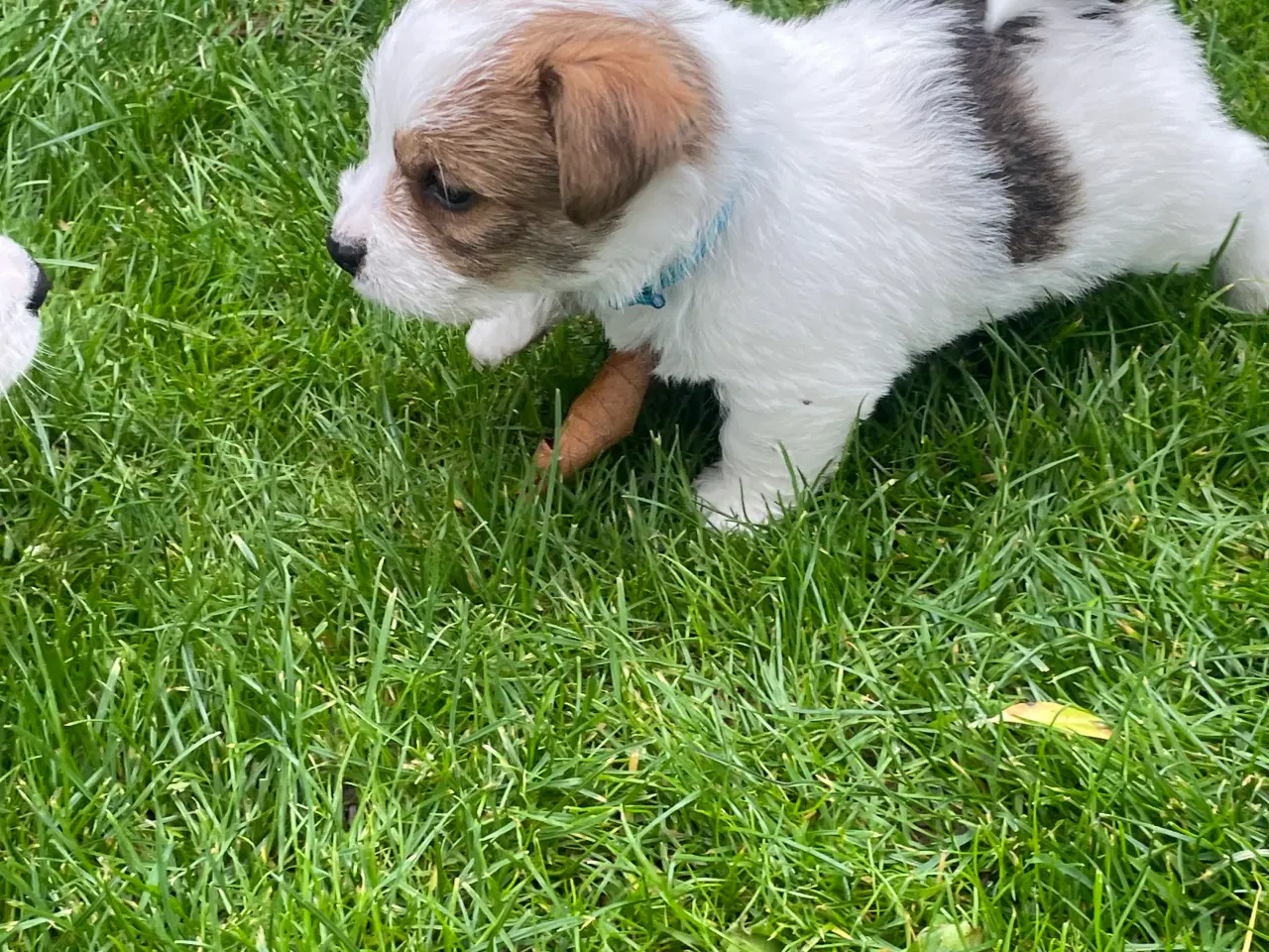 Billede 3 - Jack Russell Terrier hvalpe