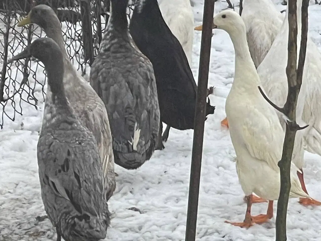 Billede 1 - Løbeænder til salg i 6818