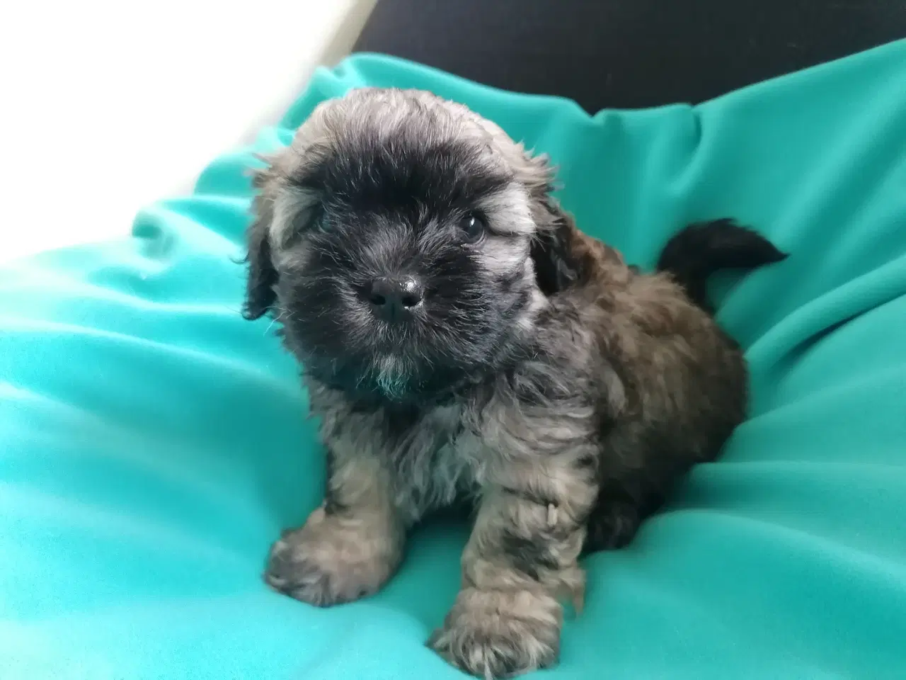 Billede 1 - Bichon Havanais / Shih Tzu