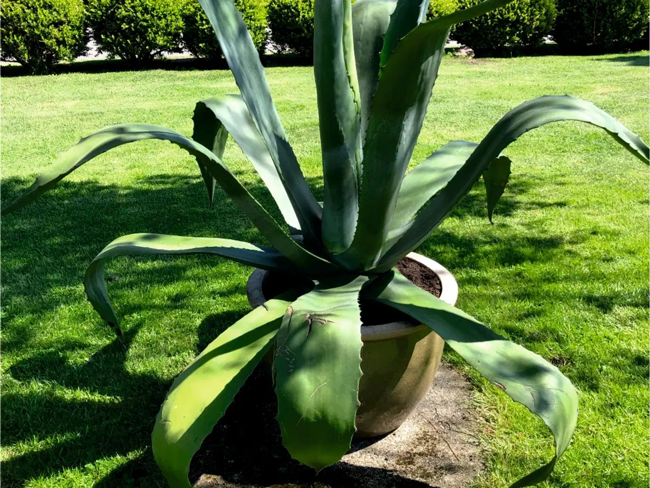 Billede 2 - Agave stor og flot plante Højde 118 cm. Bredde 110