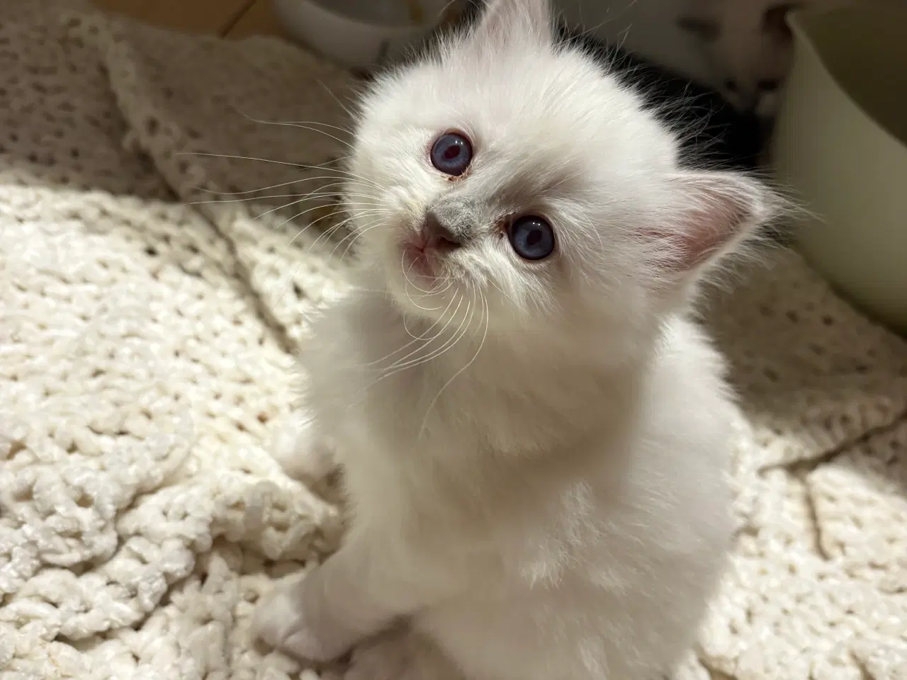 Billede 6 - De sødeste små killinger 🐾😻