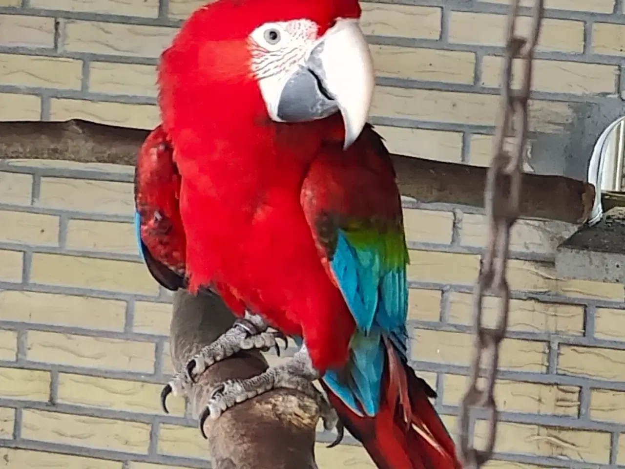 Billede 1 - Flot Mørkerød Ara Han