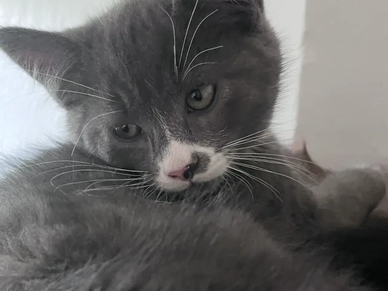 Billede 7 - Maine coon blanding