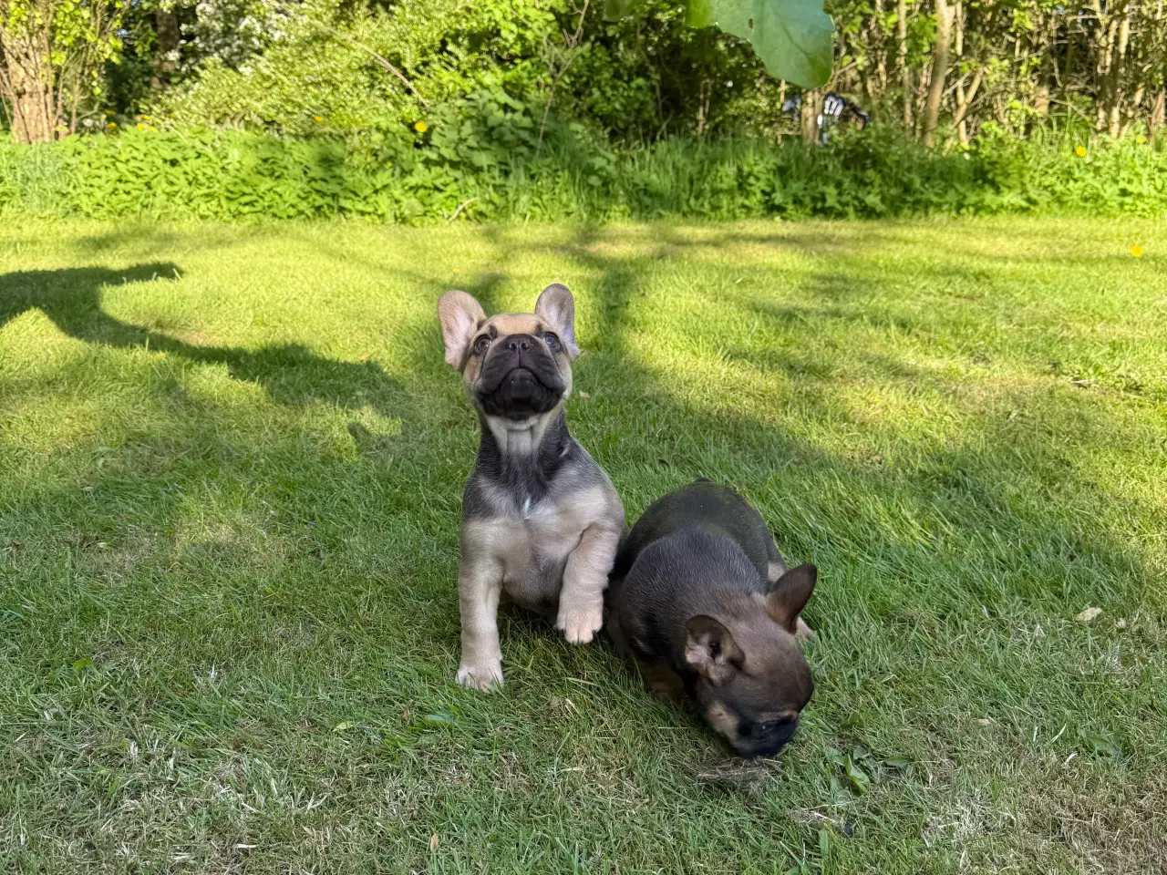 Billede 4 - Fransk bulldog 