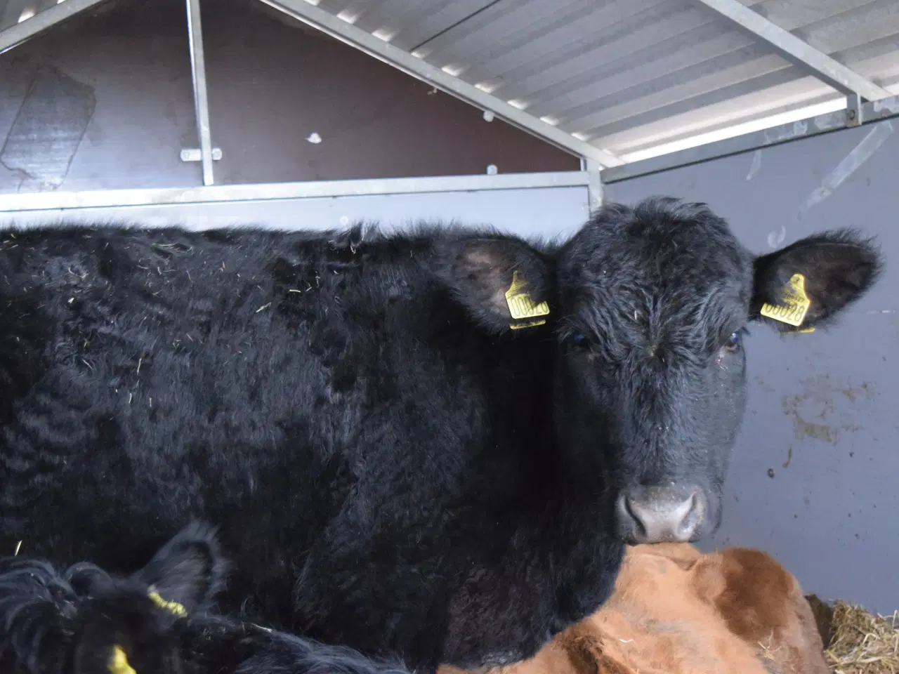 Billede 2 - Angus kvier med stambog