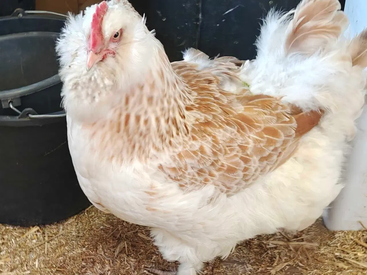 Billede 3 - Skrukhøne med æg- få dine egne nyklækkede kylinger