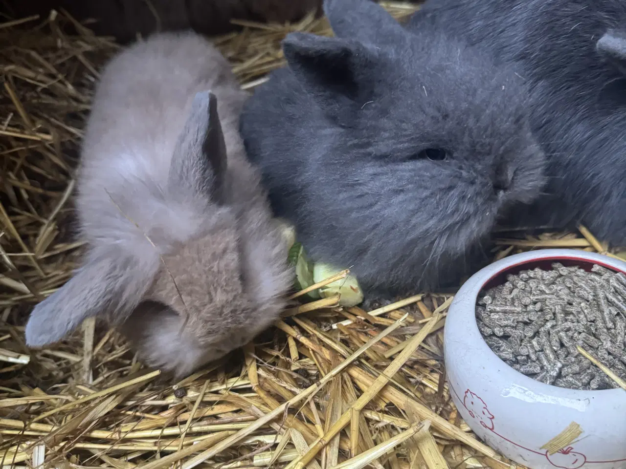 Billede 2 - Løvehoved kaniner 