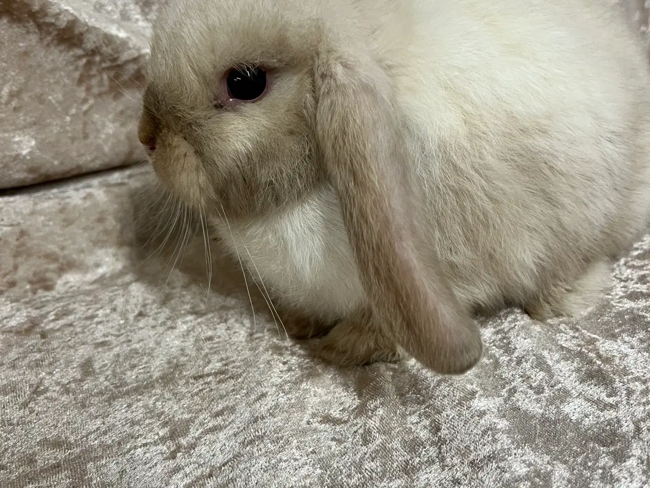 Billede 5 - Mini lop