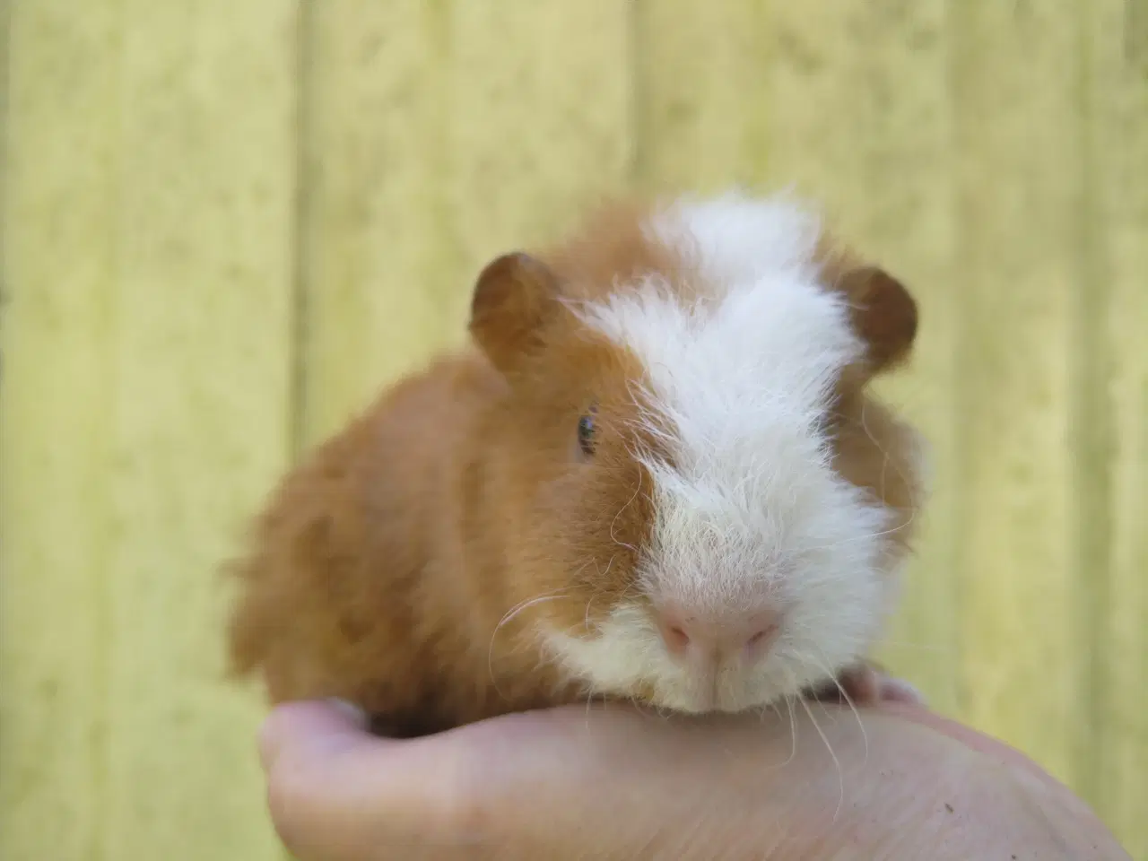 Billede 2 - Teddy han unge