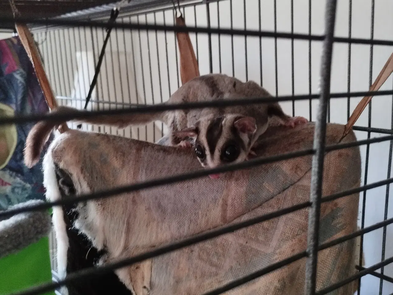 Billede 1 - Sugar gliders søges.