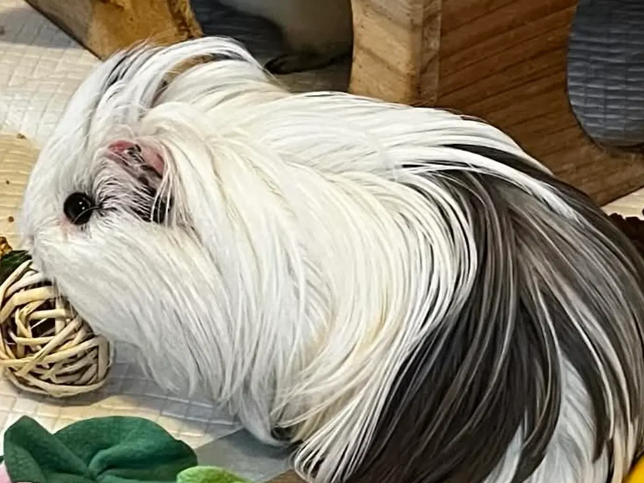 Billede 3 - Langhåret Sheltie Han