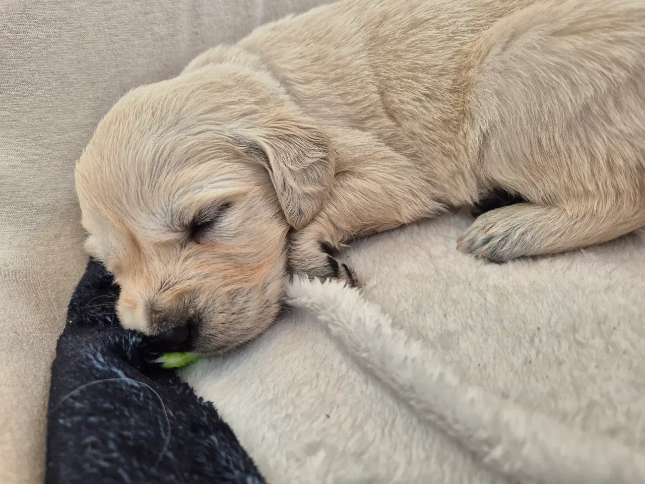 Billede 6 - Golden retriever hvalpe 