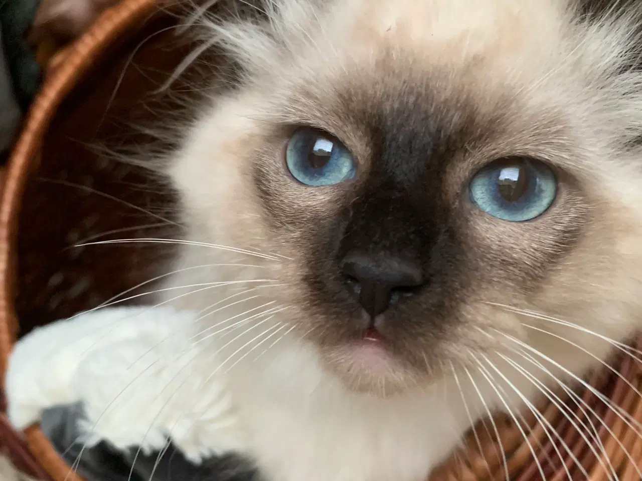 Billede 8 - Ragdoll killing- søde familievenner
