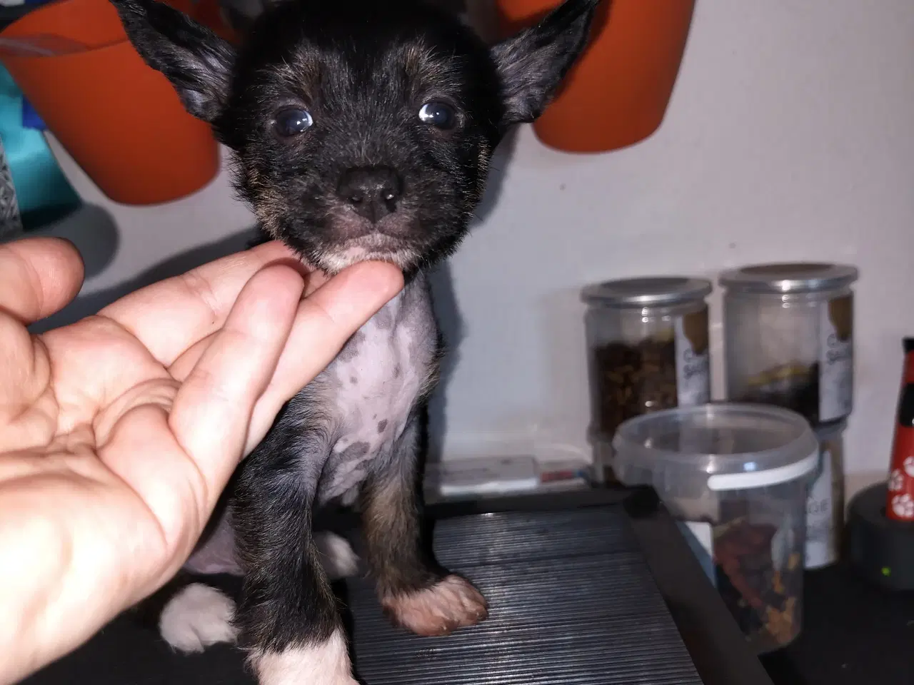 Billede 3 - Chinese crested/powder puff drenge med DKK stambog