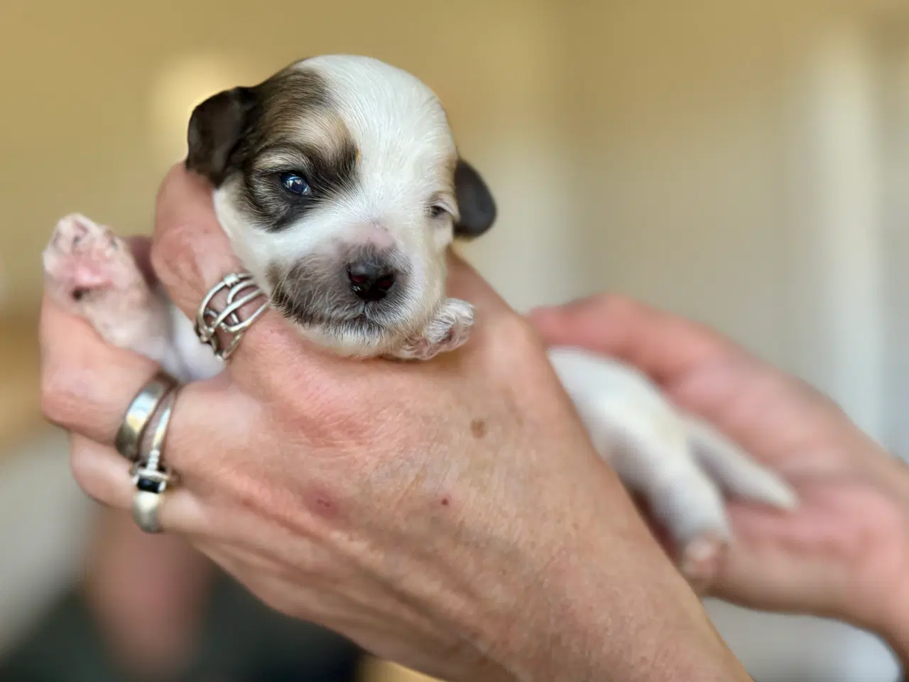 Billede 1 - Maltipoo hvalpe, fra røntgen undersøgte forældre