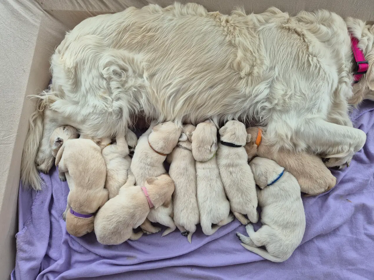 Billede 14 - Golden retriever hvalpe 