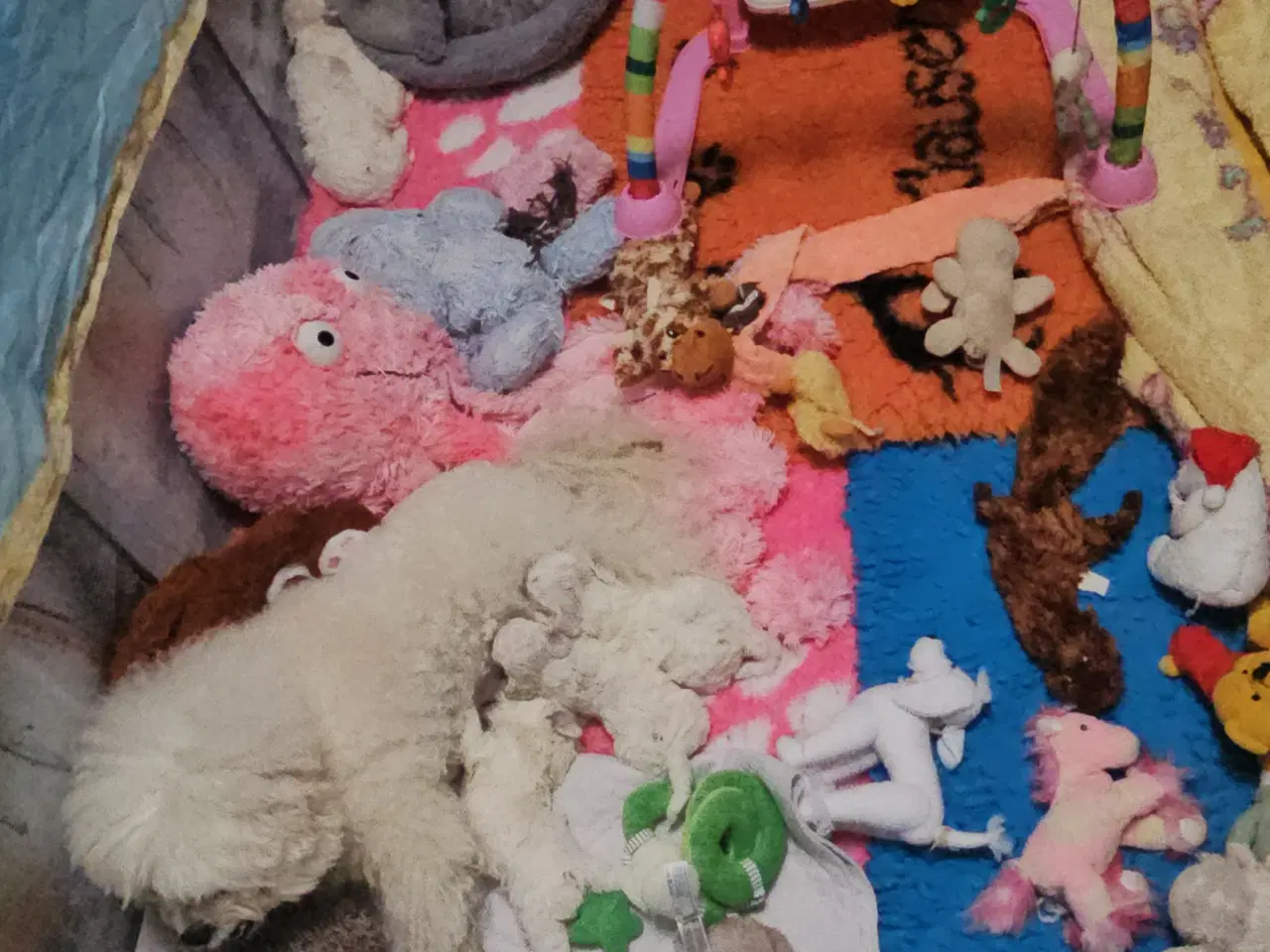 Billede 20 - Bichon Frise allergivenlige hvalpe