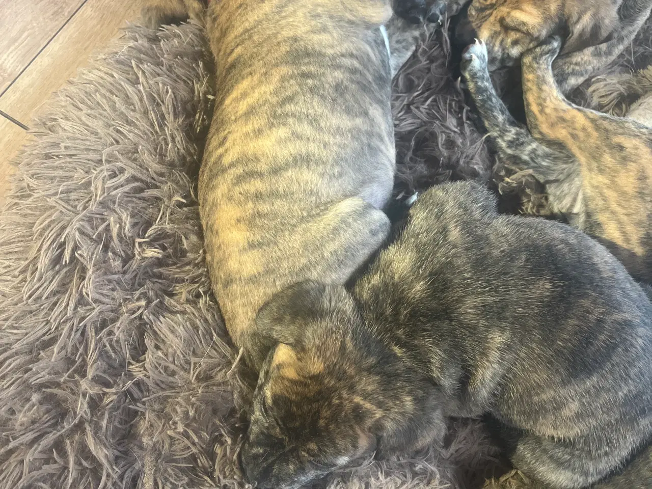 Billede 4 - Staffordshire bullterrier blandinger