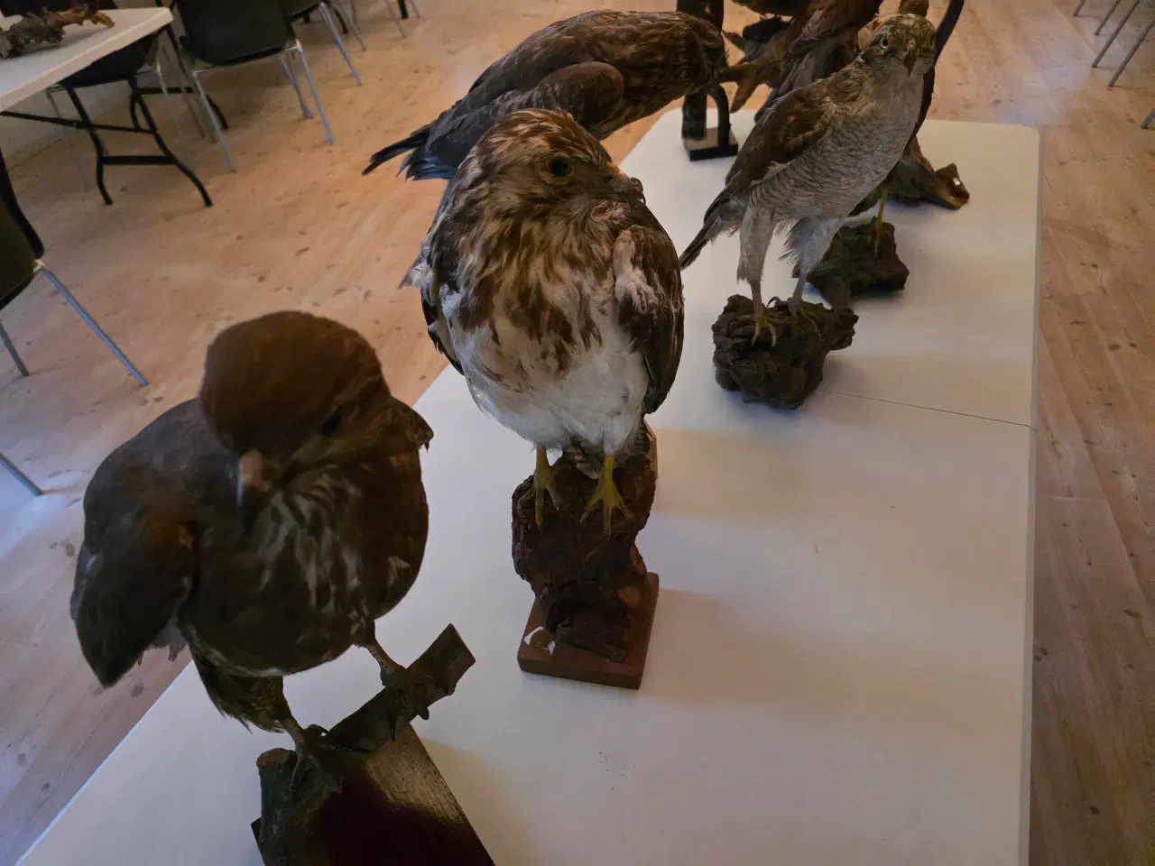 Billede 4 - Rovfugle, sælges samlet eller hver for sig