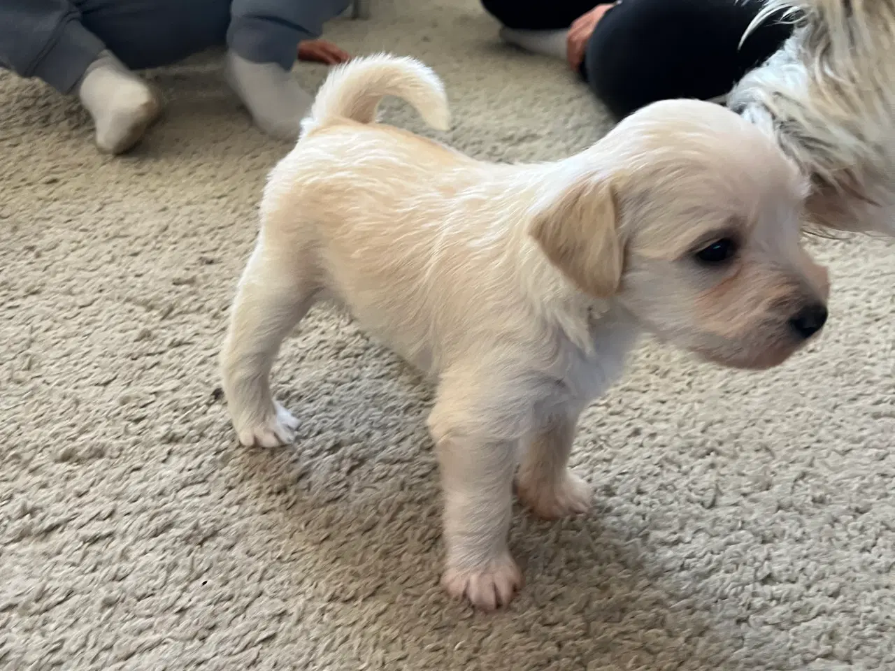 Billede 7 - 3 tævehvalpe sælges - Jack Russell / Bichon Havana