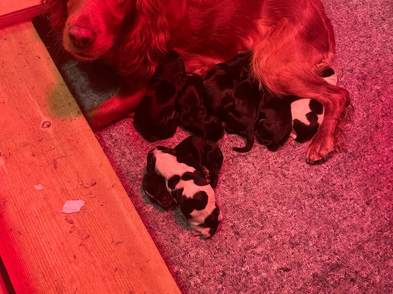 Billede 6 - Cockerspaniel hvalp til salg