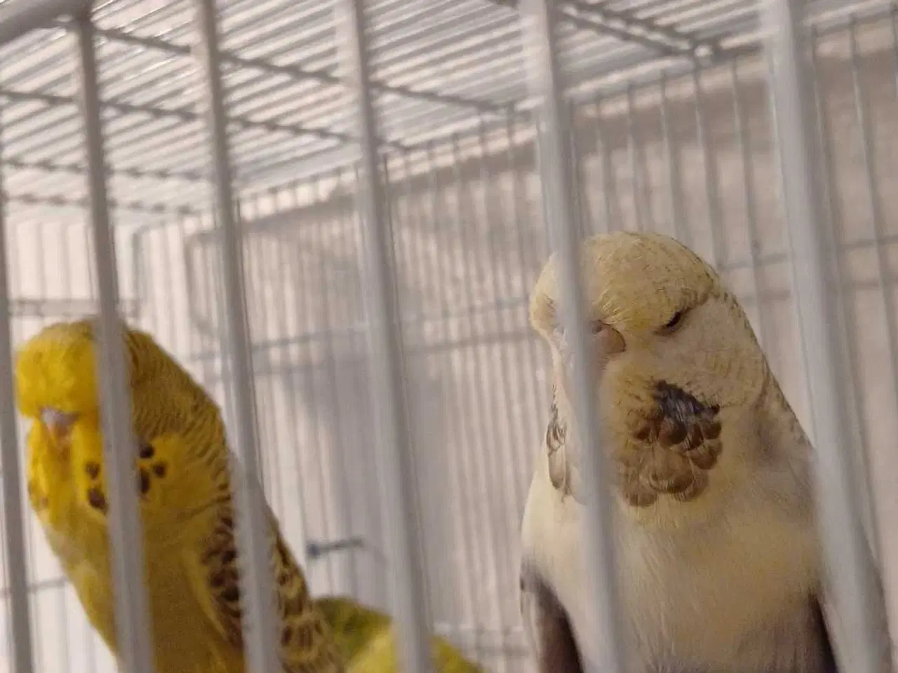 Billede 13 - Engelske undulater 