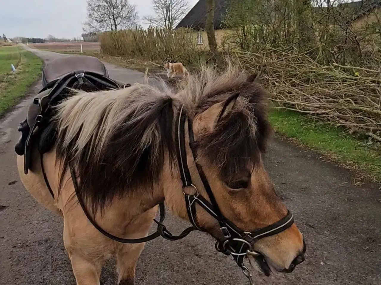 Billede 1 - Smuk islænder hoppe 