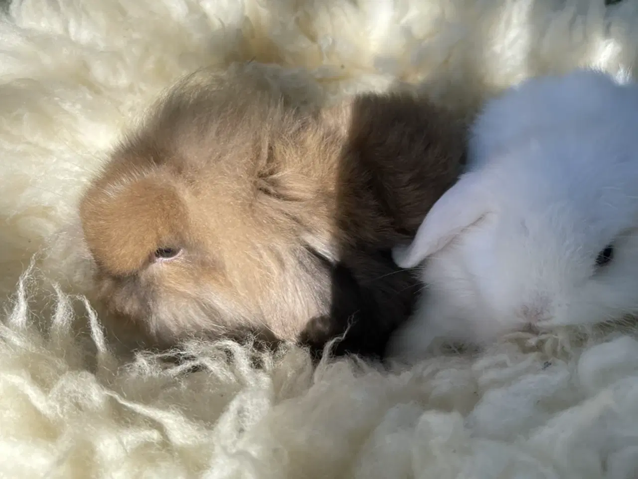 Billede 9 - Mini lop kaninunger 