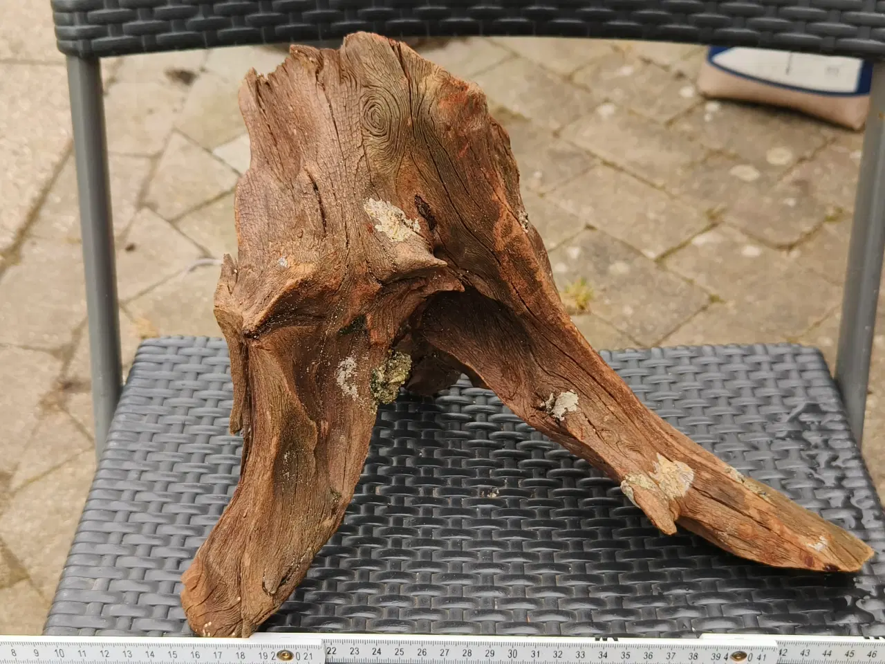 Billede 3 - Flotte trærødder sælges