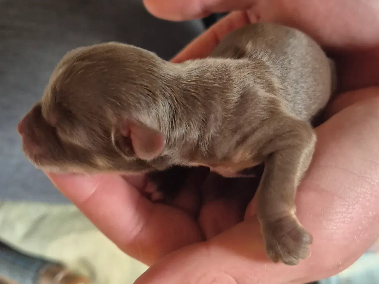 Billede 9 - CC Hunde hvalpe