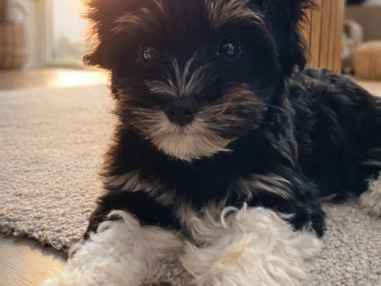 Billede 1 - Bischon havanaise pige med DKK plus tavle 