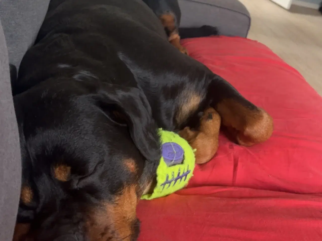 Billede 3 - Kærligt hjem søges til Berta 🐾