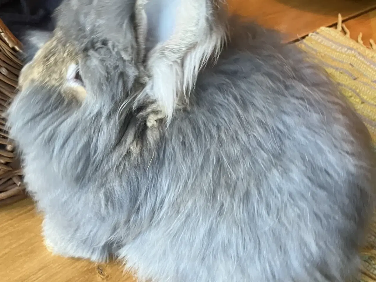 Billede 4 - Angorakanin unger