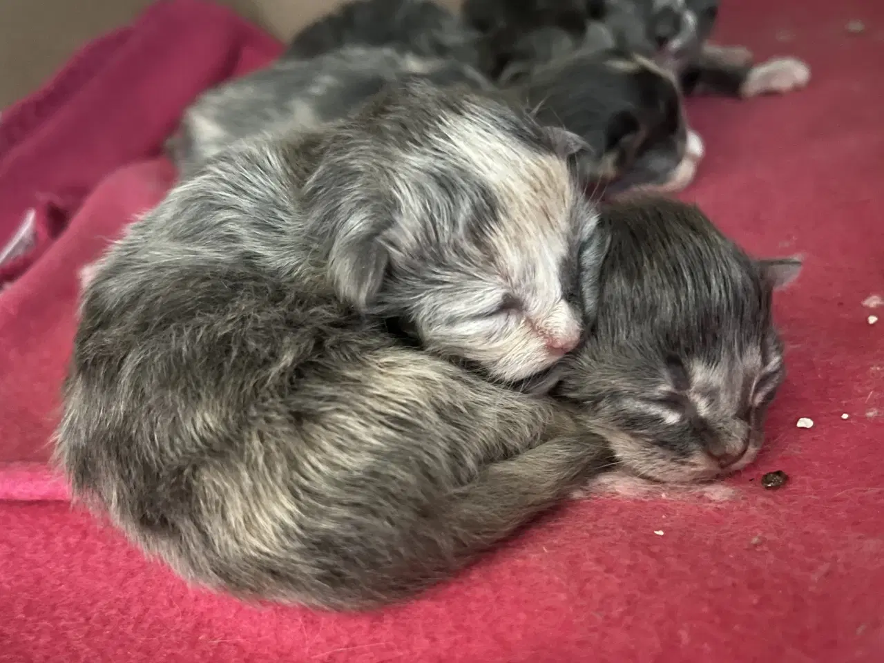 Billede 2 - Vamsede blandingskillinger 