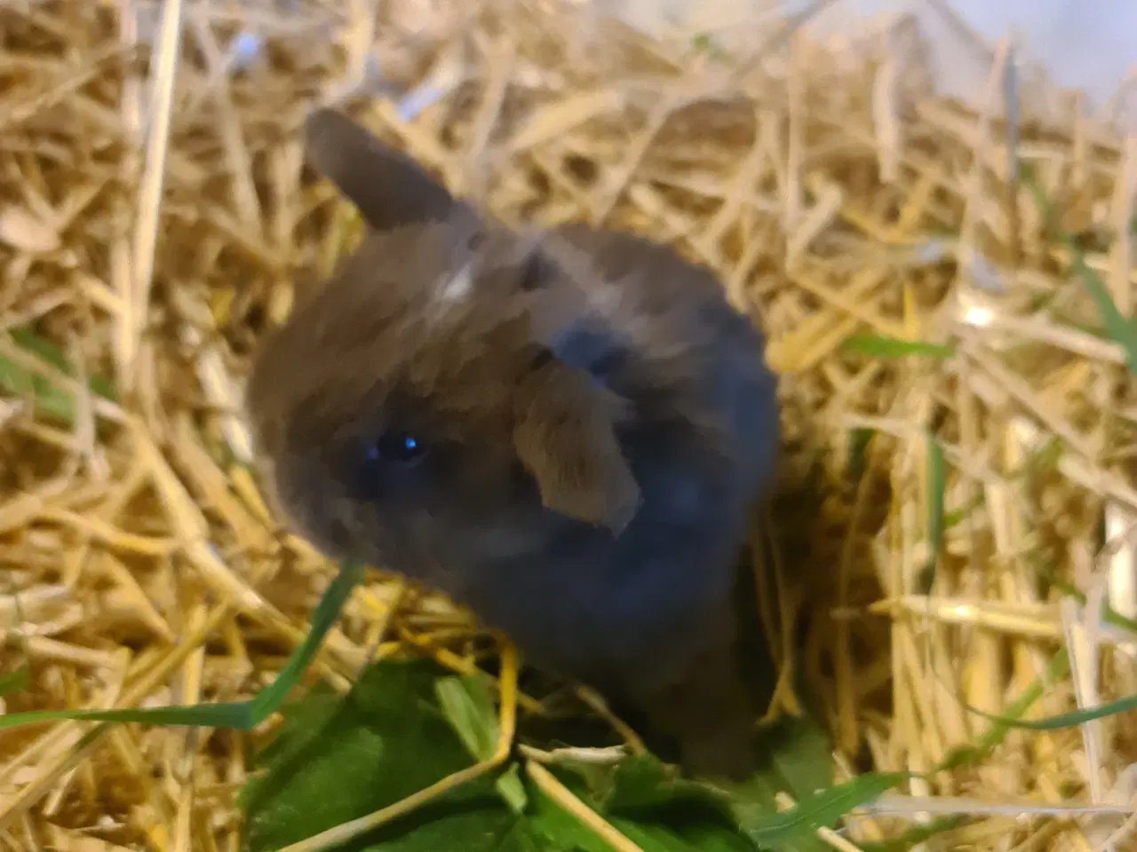 Billede 3 - Mini Lop, kanin unger 