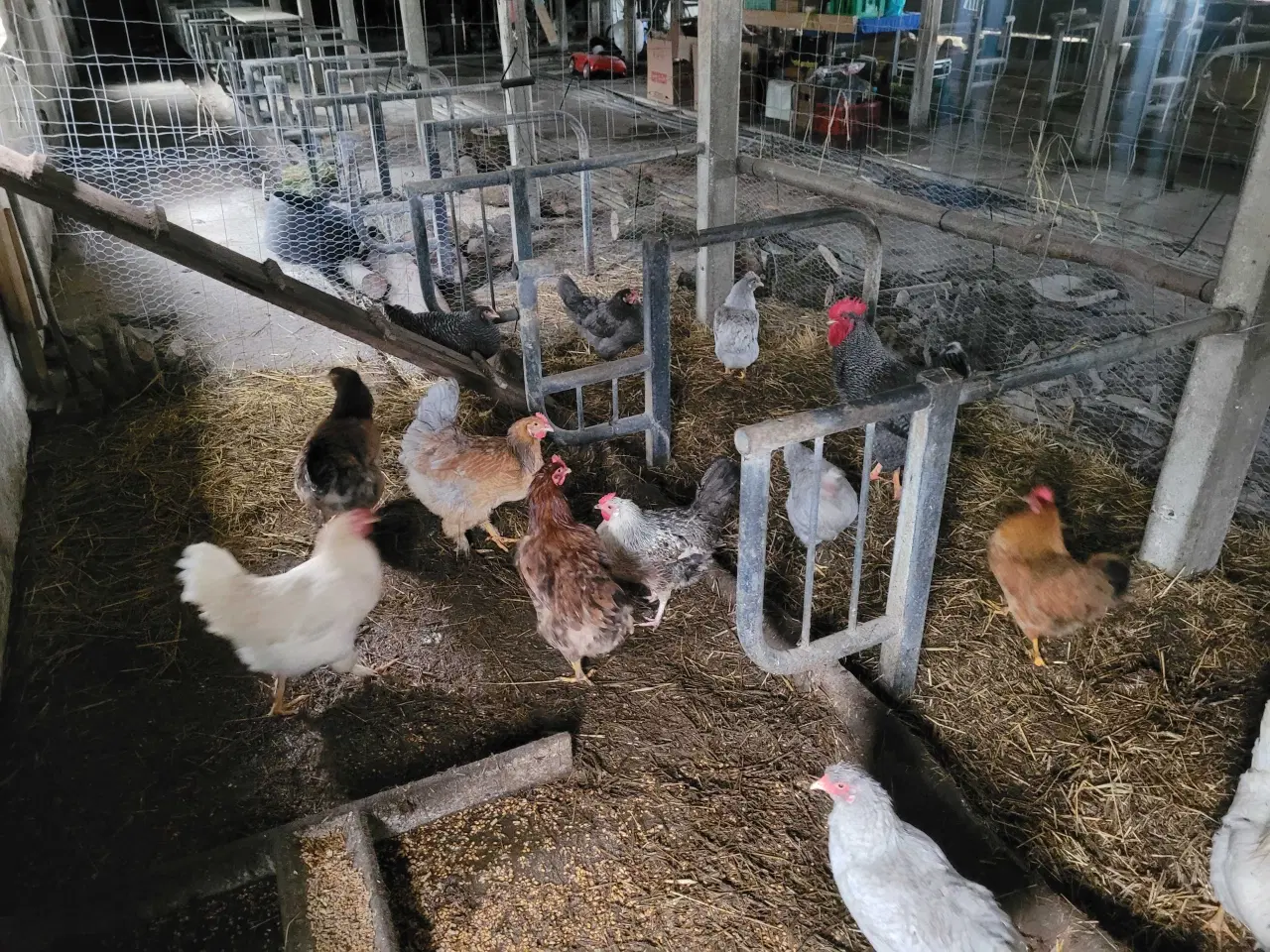 Billede 5 - 13 høns i fuld æglægning plus 8 høne kyllinger