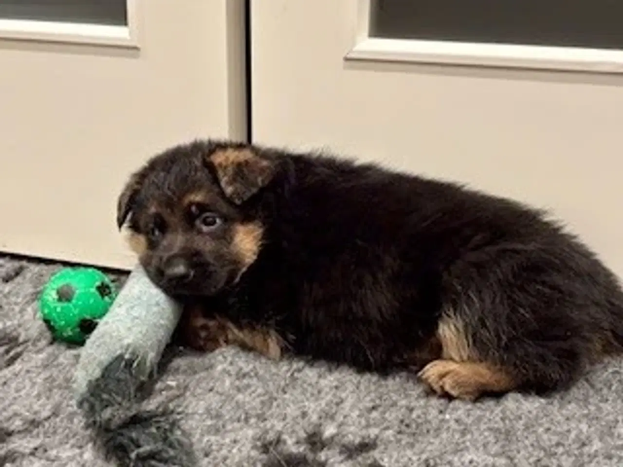 Billede 3 - Schæferhvalpe med stamtavle