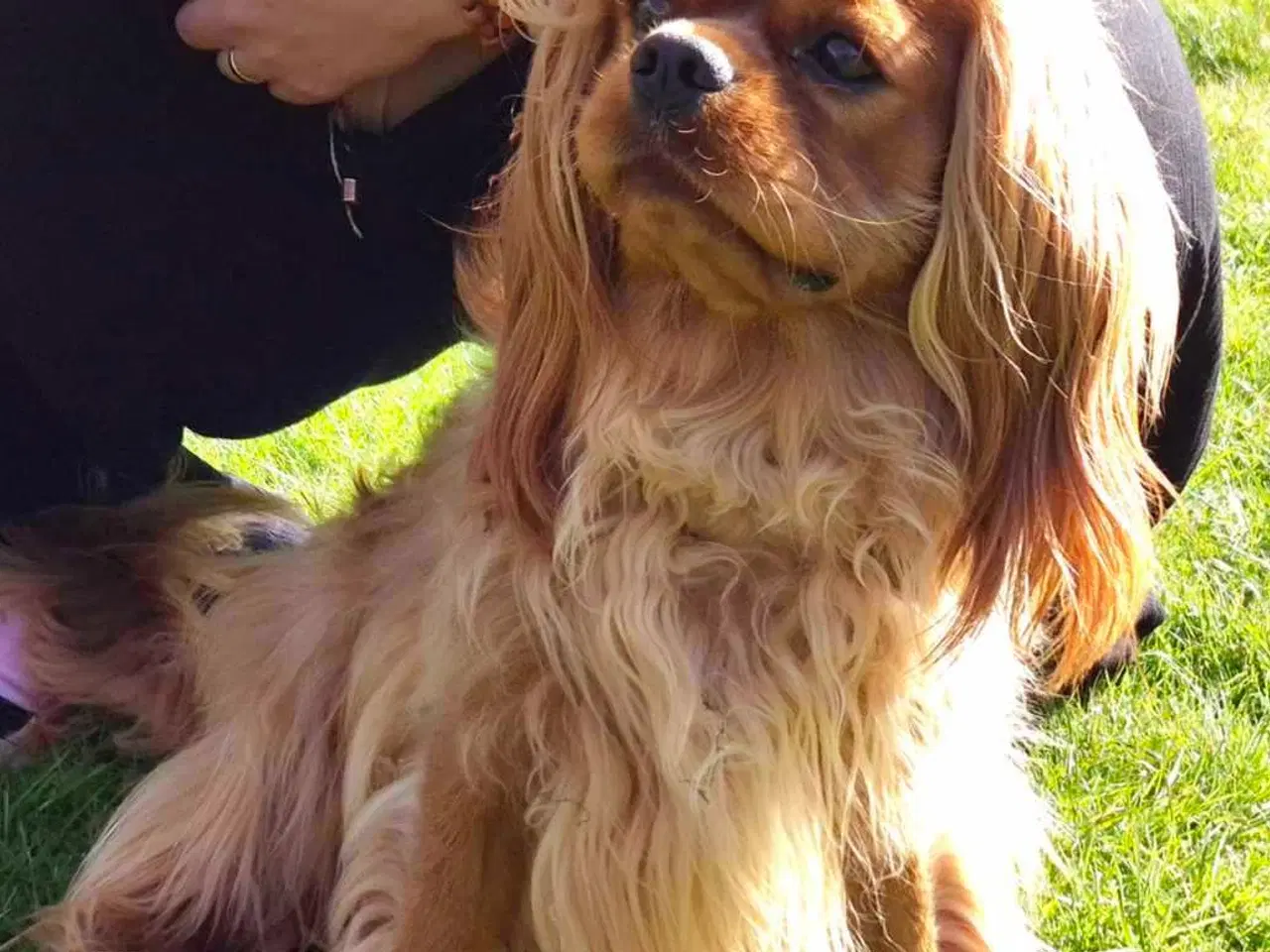 Billede 2 - Han hund til parring 