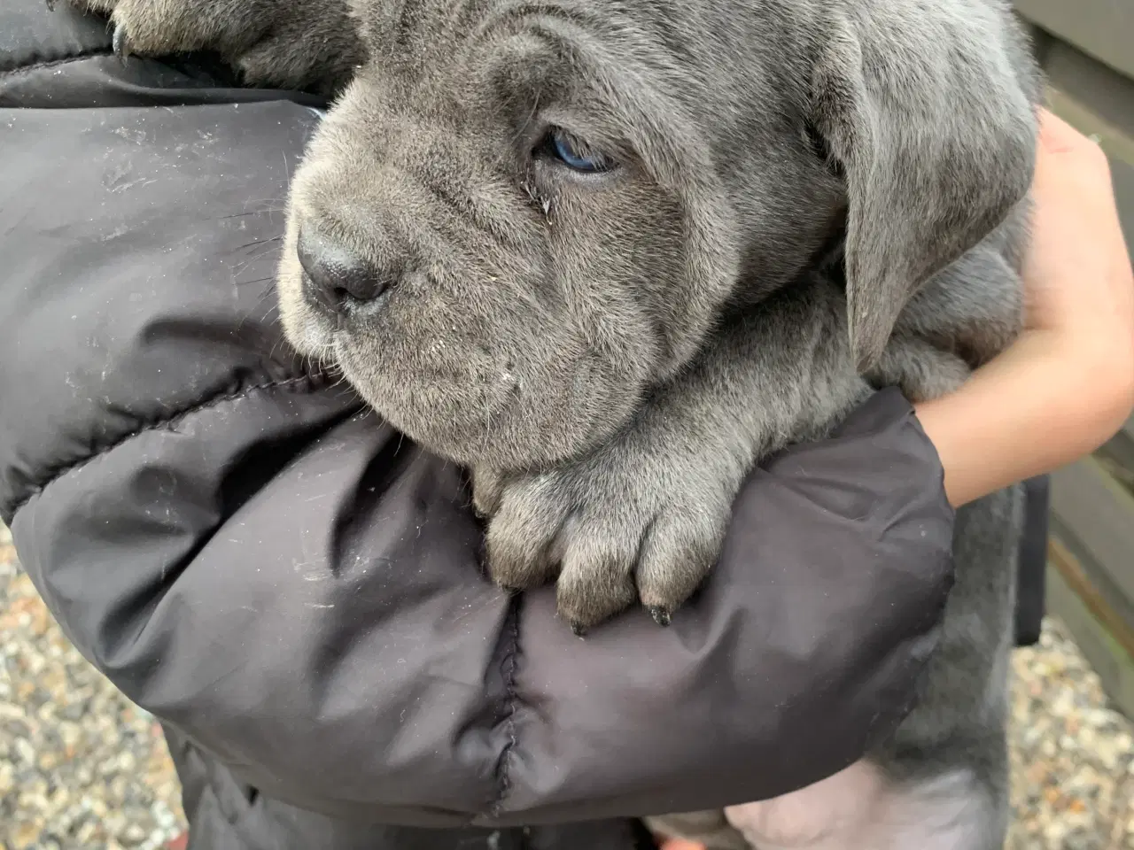 Billede 4 - Cane Corso Italiano hvalpe